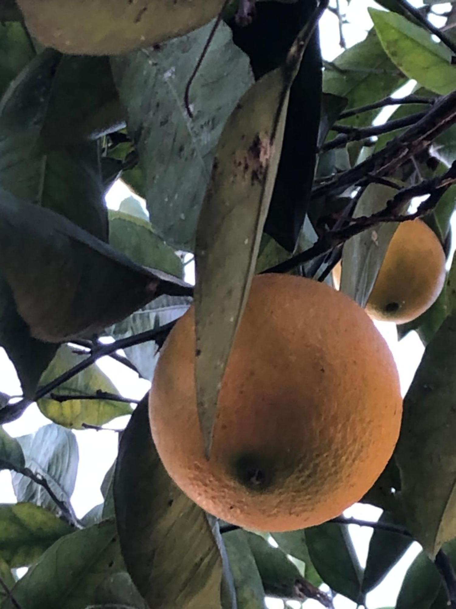 查克维塔泽生态旅馆别墅 外观 照片